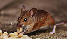24 Hour & Emergency Exterminators in New Hamburg, MO